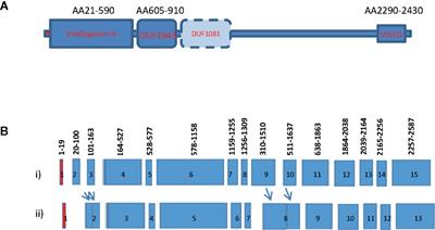 Investigation of Gene Sequence Divergence, Expression Dynamics, and Endocrine Regulation of the Vitellogenin Gene Family in the Whiteleg Shrimp Litopenaeus vannamei